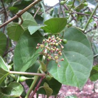 Cissus lonchiphylla Thwaites